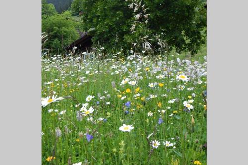 a field of flowers in a field of grass at Olle and Maria's B&B- apartment in Gimmelwald