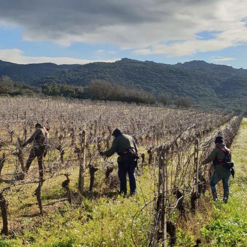 Gallery image of Agriturismo Vermentino in Monti