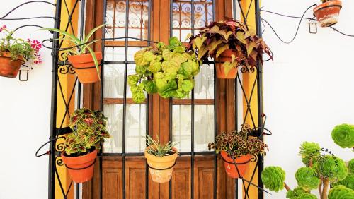 a wooden door with potted plants on it at Casona Granado in El Pilar y Provincias