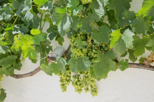 a bunch of green grapes hanging from a vine at Masseria Parco della Grava in Pezze di Greco