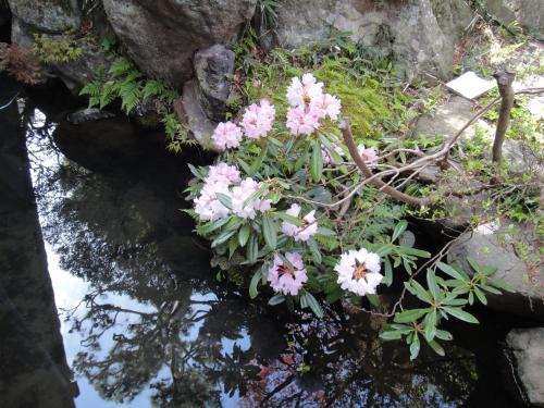 a bunch of pink flowers in the water at Oimatsuen in Saku