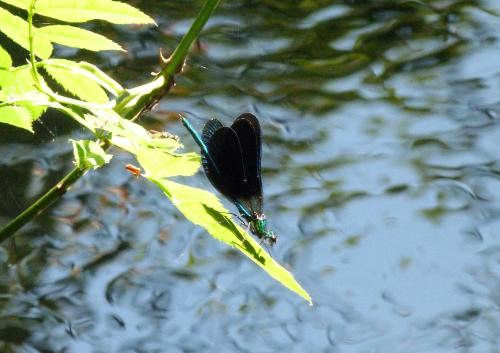 a bird flying over the water next to a plant at Casona de San Pantaleón de Aras in San Pantaleón de Aras