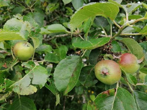 two apples are growing on a branch of an apple tree at Cable Island Bed and Breakfast in Cork