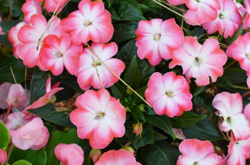 a bunch of pink flowers on a plant at Agriturismo Terre della Rinascita in Castelnuovo della Misericordia