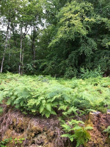 a field of green plants with trees in the background at Merlin les pieds dans l'eau in Saint-Aignan