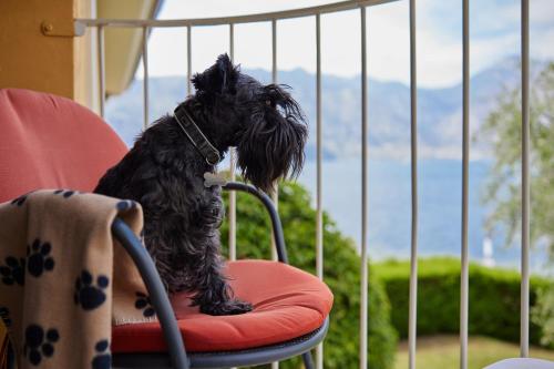 a black dog sitting on a chair looking out the window at Hotel Europa in Malcesine