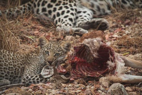 Animales en el lodge o alrededores