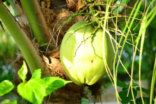 a large green onion hanging from a tree at Eden Resort in Santander