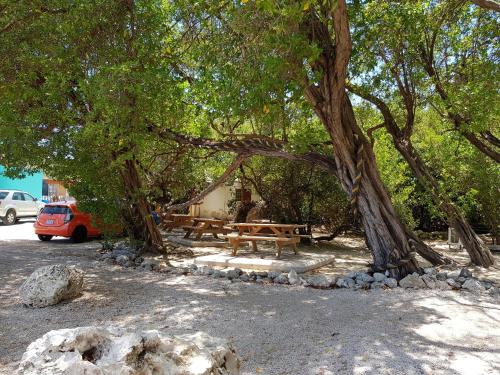 a picnic table under a tree in a park at Fabulous Ocean View Apartment in Secure Resort, 5 min Walk to Beaches & Restaurants in Willemstad