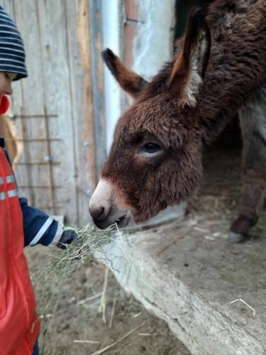 アパートメントの敷地内または近くにいる動物