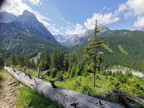 a fallen tree on the side of a mountain at Landhaus Am Arzbach in Bad Tölz