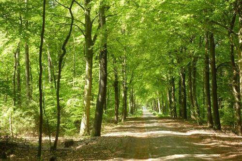 a road through a forest with green trees at Sfeervolle villa in Gasselte Drenthe bij Hemelriek in Gasselte