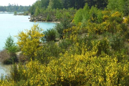 a view of a river with bushes and trees at Sfeervolle villa in Gasselte Drenthe bij Hemelriek in Gasselte