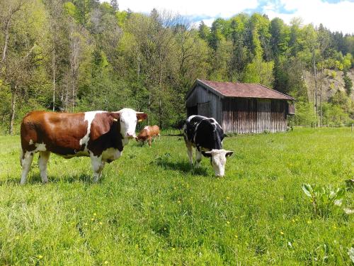 two cows standing in a field of grass with a barn at Agelbauer in Irschenberg