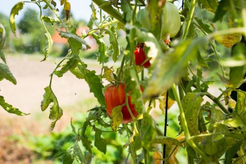 a bunch of red peppers hanging from a tree at Rörums Gårdshotell in Simrishamn