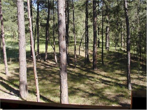 a wooded area with many trees and grass at Comanche Lodge in Custer