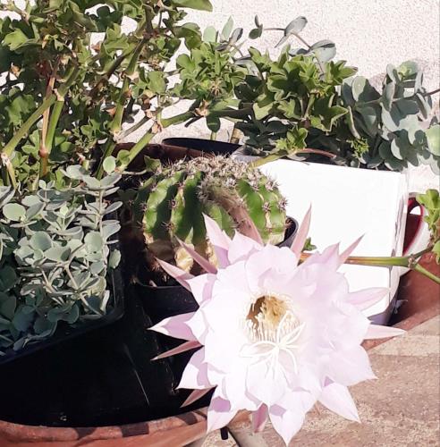 a group of potted plants sitting next to each other at Il Faggio 17 B&B in Artena