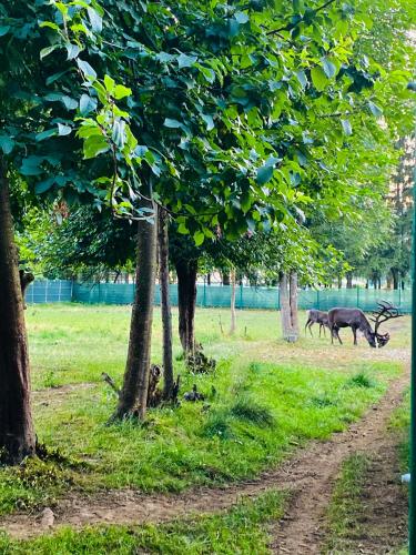 Taman di luar Glamping Spiritul Zimbrului