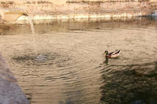 a duck swimming in a pond with a fountain at Eugaria Country House by Lost Lisbon in Sintra