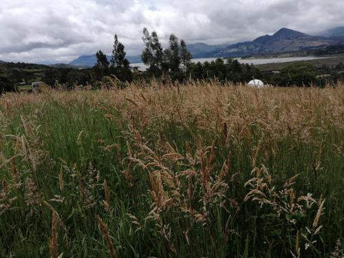a field of tall grass with mountains in the background at Skyline Glamping Guasca in Guasca