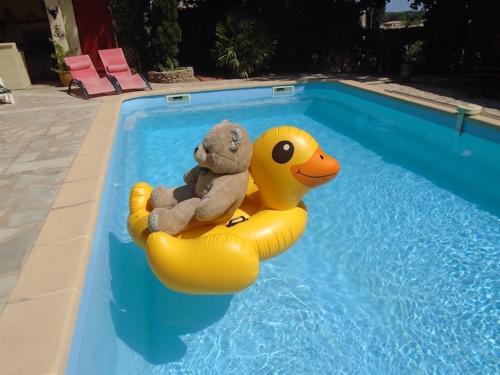 un ours en peluche farci assis sur un canard en caoutchouc dans une piscine dans l'établissement La Soleillade Laudun, à Laudun-l'Ardoise