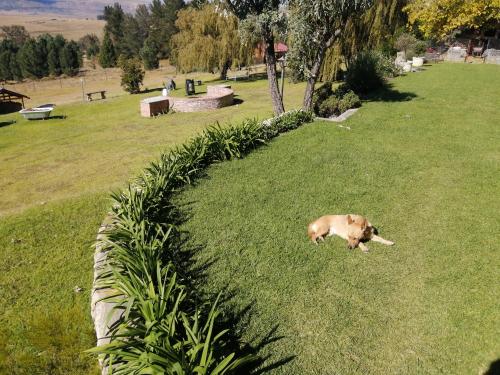 a dog walking in the grass in a park at The Fat Mulberry Guest Farm in Fouriesburg