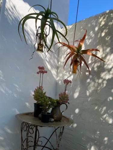 a table with potted plants on top of it at Gelukkie in Paternoster