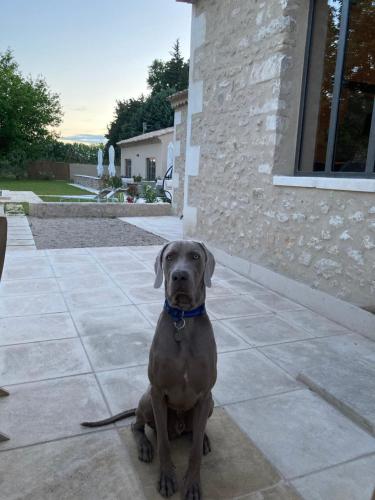 Κατοικίδιο ή κατοικίδια επισκεπτών που μένουν στο Mas Galinette