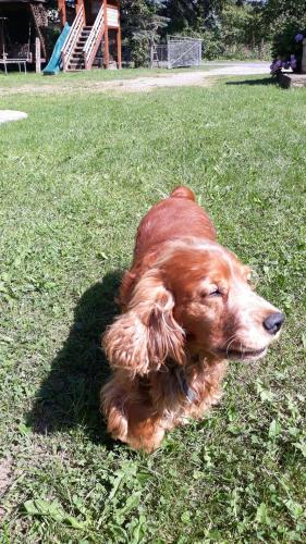 a brown dog laying on the grass in the grass at У Тарнавских in Mykulychyn
