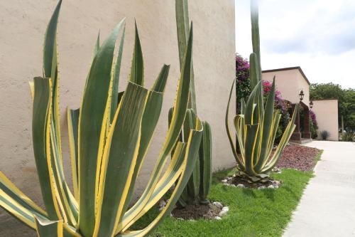 a group of plants sitting next to a building at Real de Corralejo in San Miguel de Allende