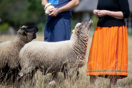 two people standing next to two sheep in a field at Muhu Tõnise Talu in Liiva