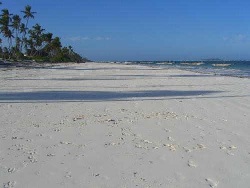 an empty beach with palm trees and the ocean at Tamani Villas in Matemwe