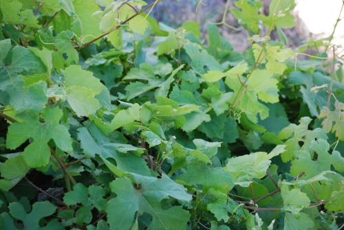 a bunch of green leaves on a bush at Apollo Rooms in Perissa