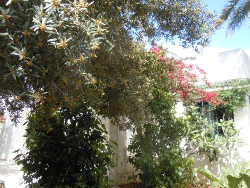 a tree with flowers in front of a house at House with Garden Wala in Mahdia