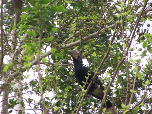a black bird is sitting in a tree at Pinewood Beach Resort and Spa in Diani Beach