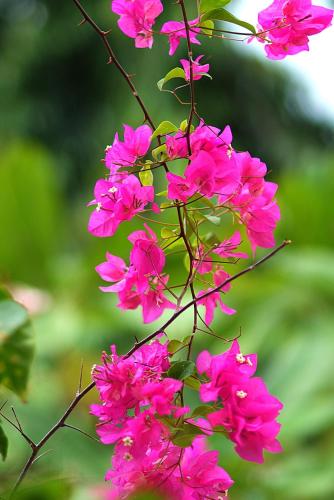 a bunch of pink flowers on a branch at Pinewood Beach Resort and Spa in Diani Beach