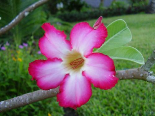 a pink and white flower on a tree branch at Pinewood Beach Resort and Spa in Diani Beach