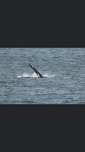 a dolphin tail sticking out of the water at Bungalow by the sea near Cape Town in Kleinmond