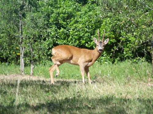 a deer standing in the grass in a field at Agriturismo IL VIAIO in Fiesole