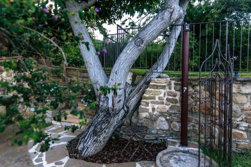 Φωτογραφία από το άλμπουμ του Palazzo Cantarella Stella Cilento σε Stella Cilento