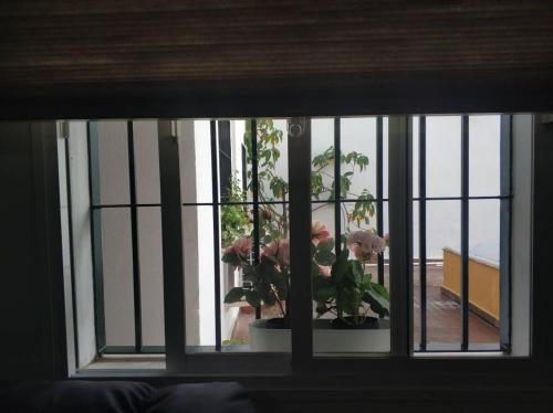 a window with a potted plant in a pot at TRIANA PUREZA 12-14 in Seville