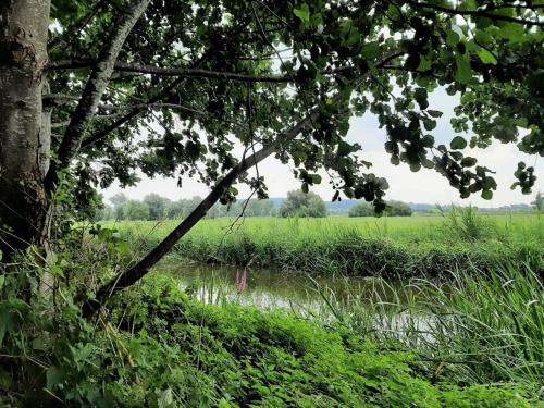 a view of a field from under a tree at Chez Paulette in Avelgem