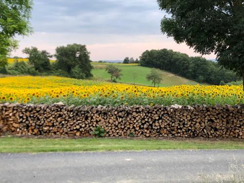 a field of sunflowers behind a retaining wall at les gîtes d'en Julio in Puylaurens