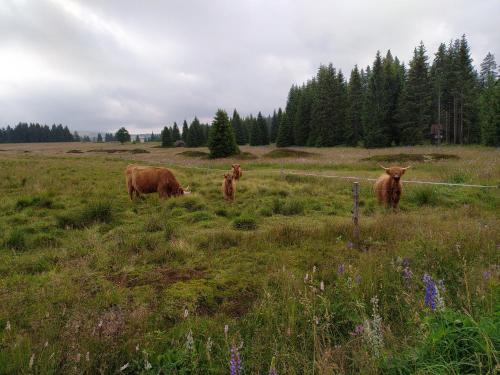 a group of cows grazing in a field at Apartmány u Torína in Boží Dar