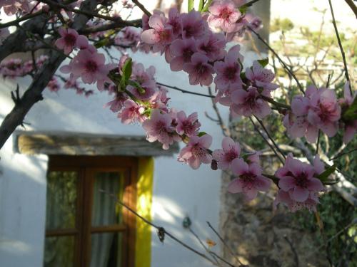 a tree with pink flowers in front of a window at Casa Curtos in Real de Catorce