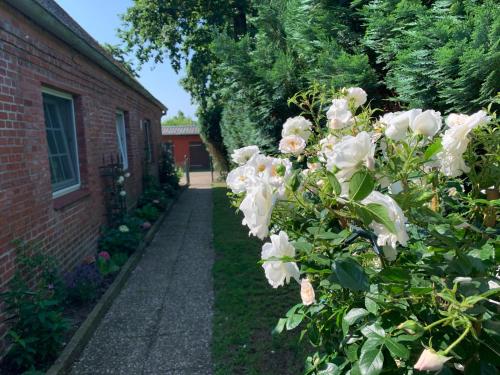 a garden with white roses growing next to a brick building at Ferienwohnung Landfein in Quarnstedt