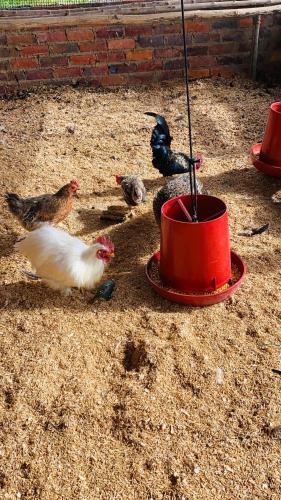 a group of chickens standing around a red bowl at Cabaña de Lujo en la Naturaleza 10 min del Centro in Chiquinquirá