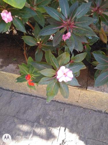 a plant with pink flowers and green leaves at Pousada Oca Porã in Conservatória