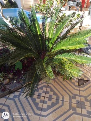 a palm tree sitting on a tiled floor at Pousada Oca Porã in Conservatória