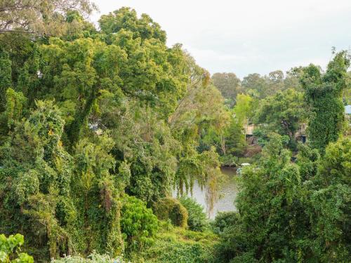 a river in the middle of a forest with trees at Nightcap at Hinterland Hotel Nerang in Gold Coast